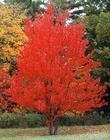求購(gòu)高1m以上美國(guó)紅楓