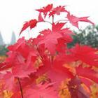求購(gòu)1米以上的美國(guó)紅楓