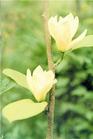 求購(gòu)(紫、黃)玉蘭小苗
