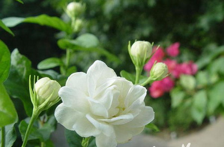 求購(gòu)冠徑20cm以上大花茉莉