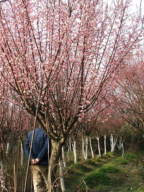 綠梅、紅梅、臘梅、珍珠梅、榆葉梅、海桐、枸骨、紅葉李、棕櫚