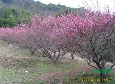 綠梅、紅梅、臘梅、珍珠梅、榆葉梅、海桐、枸骨、紅葉李、棕櫚