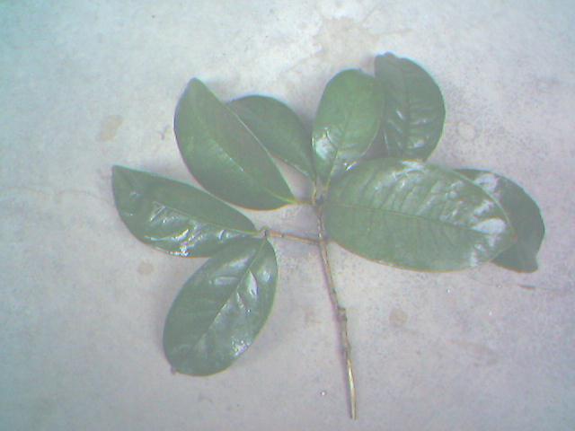 求購(gòu)大規(guī)格四季桂花樹