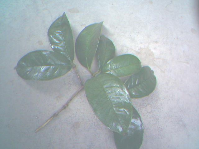 求購(gòu)桂花(月月桂)