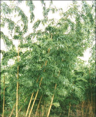 凤尾竹、刚竹、慈孝竹、哺鸡竹等竹类植物