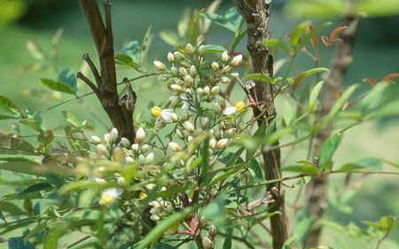 求購要求3-5分枝夾竹桃