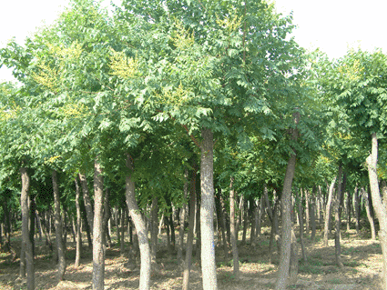 大量Φ3-20cm的移栽栾树