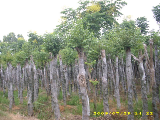 特價(jià)大規(guī)格欒樹,大香泡