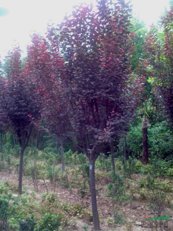 紫薇價格,櫻花價格,紅梅價格,臘梅價格,榆葉梅價格,碧桃價格