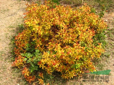 杜鵑價(jià)格,繡線菊價(jià)格,紅葉小檗價(jià)格，草坪價(jià)格，高桿女貞球價(jià)格