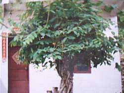 独特多枝缠抱大金银花树（直径40公分左右）