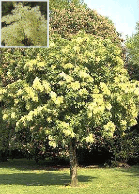 花白蜡树