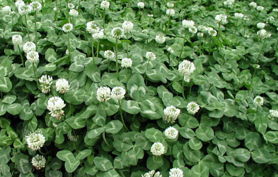 四季草花：矢車菊、金盞菊、雛菊、矮牽牛、福祿考、三色堇草