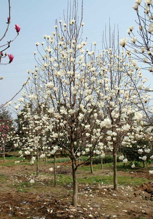 行道樹價(jià)格：臭椿樹、垂柳樹、苦楝樹、國槐樹、雪松樹、紅葉碧桃