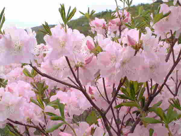 春鵑、毛鵑、夏鵑、紫鵑、紅寶石海棠、四季海棠、梨花海棠