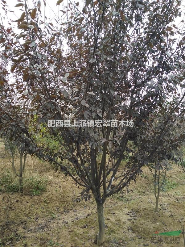 大量供應(yīng)各規(guī)格精品紅葉李