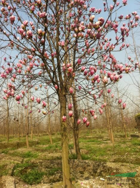 耐寒廣玉蘭價(jià)格、紫玉蘭價(jià)格、紅玉蘭價(jià)格、黃玉蘭價(jià)格表