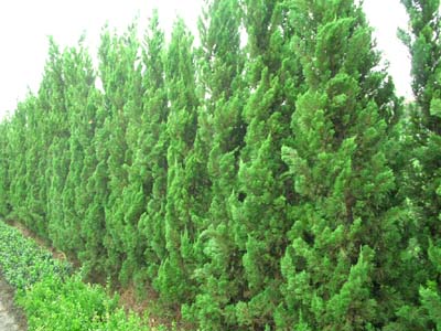 求購1.5米蜀檜15000棵