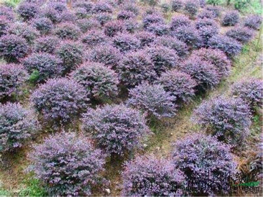 紅花繼木