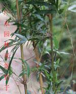 求購小琴絲南方叢生竹
