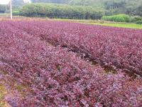 紅花繼木、六月雪、毛鵑、扶芳藤