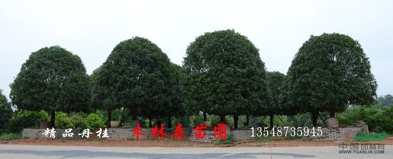 桂花 四季桂 湖南桂花 精品桂花 八月桂花 瀏陽桂花