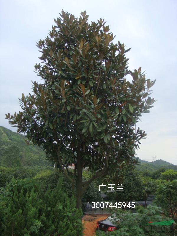 廣玉蘭 湖南廣玉蘭 廣玉蘭圖片 廣玉蘭價格 瀏陽廣玉蘭