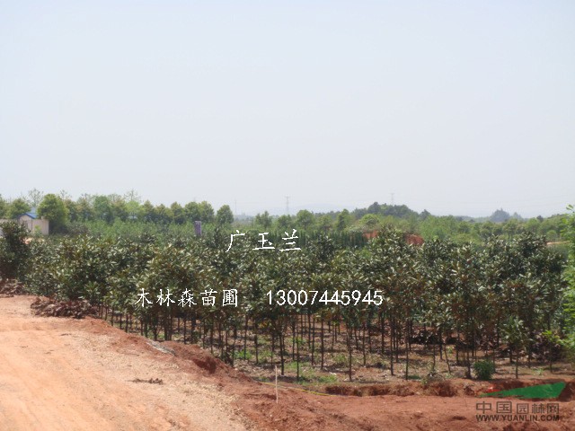廣玉蘭 湖南廣玉蘭 廣玉蘭圖片 廣玉蘭價格 瀏陽廣玉蘭