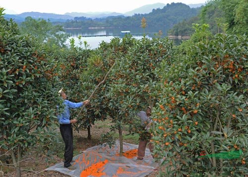 骨里紅梅,臘梅,榆葉梅,紫薇金桂,八月桂花,四季桂花,紅葉李