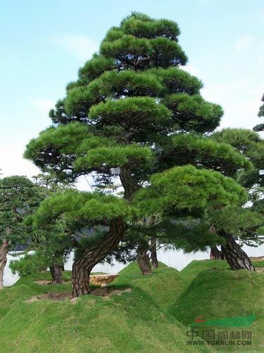 油松、馬尾松、繡球松、灑金柏、側(cè)柏、筆柏、河南檜柏、塔柏