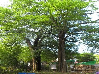 大葉含笑、紅花七葉樹、香樟、銀杏、國槐、黃金槐、香花槐、盤槐