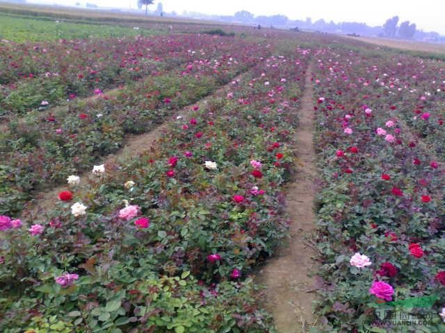 豐花月季價格、紅帽月季價格、繡線菊價格、南天竹價格山茶花價格