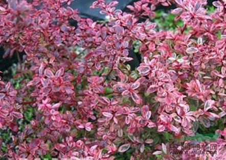 豐花月季價格、紅帽月季價格、繡線菊價格、南天竹價格山茶花價格