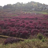 優(yōu)價(jià)供應(yīng)湖南紅花繼木,杜鵑，金葉女貞，紅葉石楠