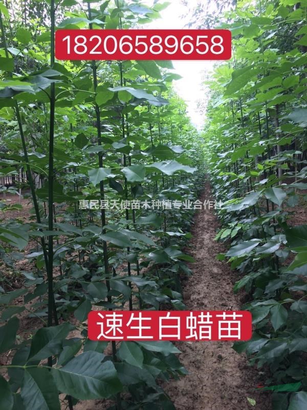 供應速生白蠟(原蠟2號)，5公分白蠟12元