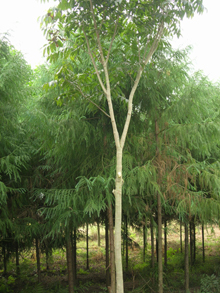 烏桕基地（喬木）,無患子（喬木）,喜樹播種移植苗（喬木）