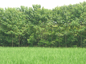 烏桕基地（喬木）,無患子（喬木）,喜樹播種移植苗（喬木）