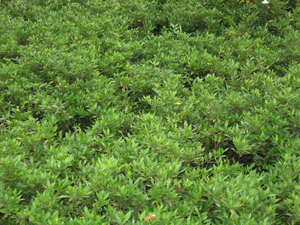 香樟移植大樹（喬木）,小葉枝梔（灌木）,雪松（喬木）