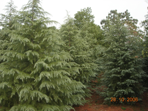 香樟移植大樹（喬木）,小葉枝梔（灌木）,雪松（喬木）