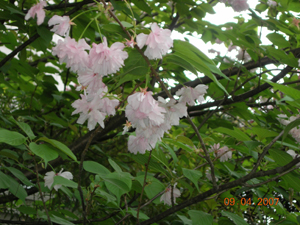 移植重陽(yáng)木（喬木）,櫻花（喬木）,柚（喬木）