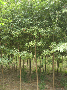 浙江紅花油茶移植大苗（喬木）,浙江楠（喬木）,浙江樟（喬木）