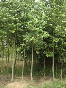 浙江紅花油茶移植大苗（喬木）,浙江楠（喬木）,浙江樟（喬木）