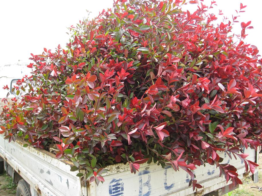 紅葉石楠（日本火焰）美國紅楓 北美楓香