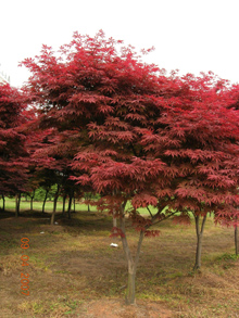 佛手果,桂花,紅楓（喬木）