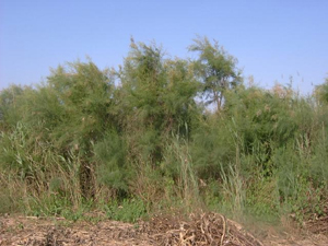 白蠟,白榆,檉柳