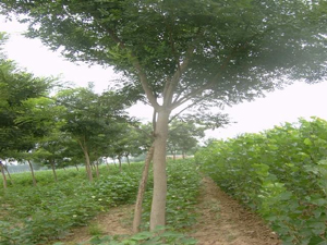 法桐,古樁棗樹,國槐