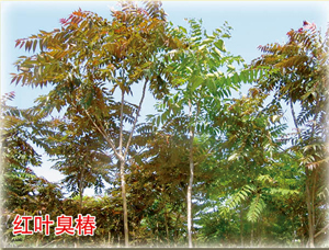 合歡,紅寶石海棠,紅葉臭椿