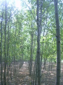 羅布麻,速生白蠟,香花槐