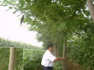 合歡