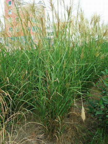 花葉芒、斑葉芒、細葉芒